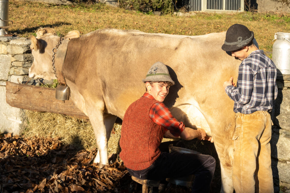 Mungitura Dei Pasturit