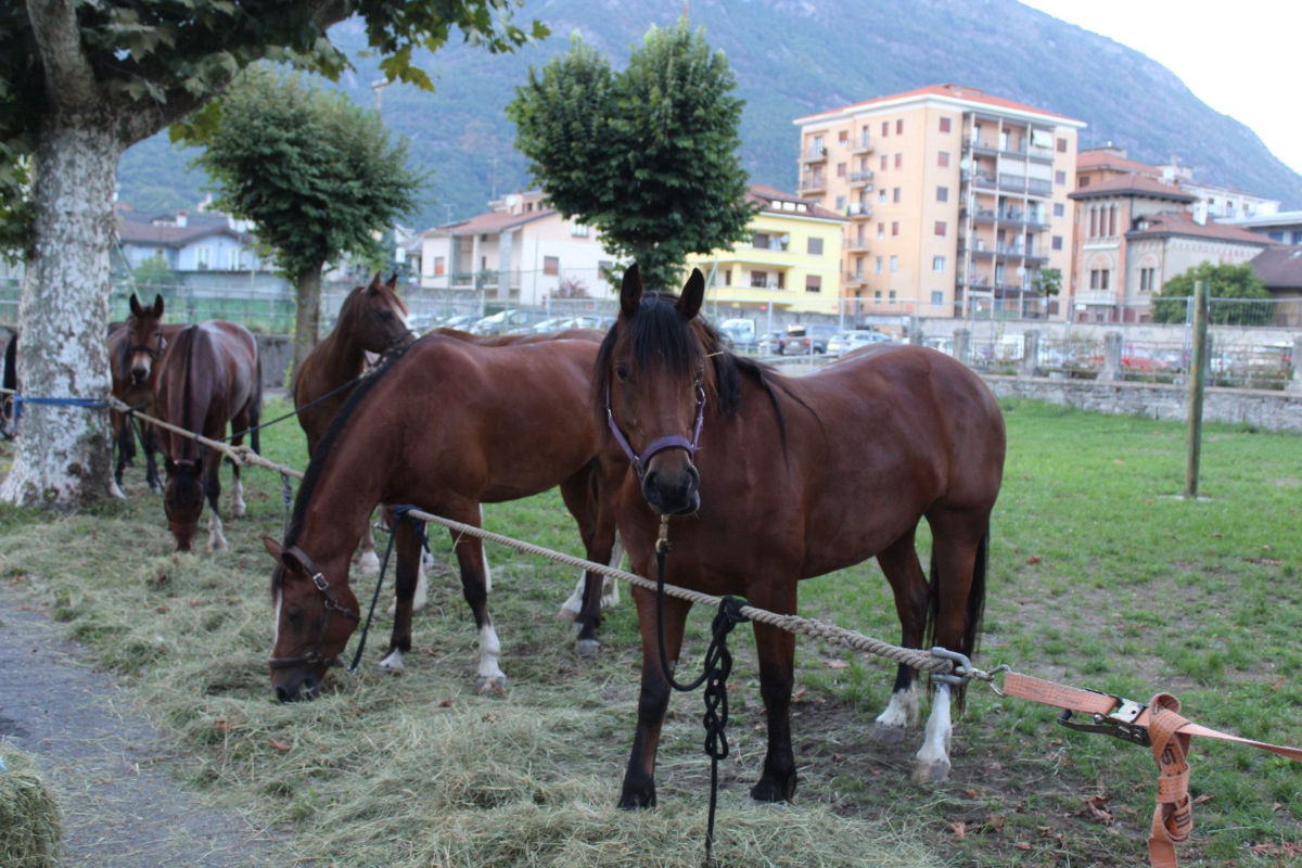 Cavalli A Riposo In Citta