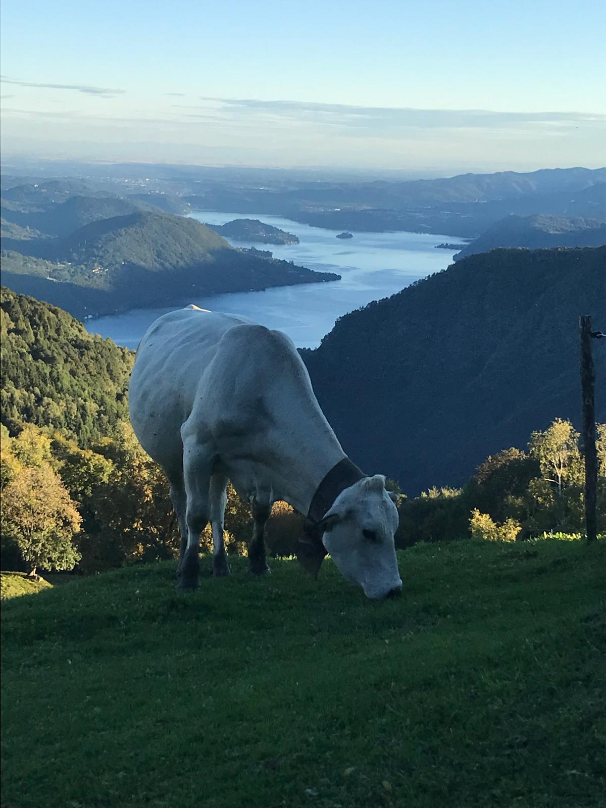 Vacche Piemontesi all'Alpe Quaggione