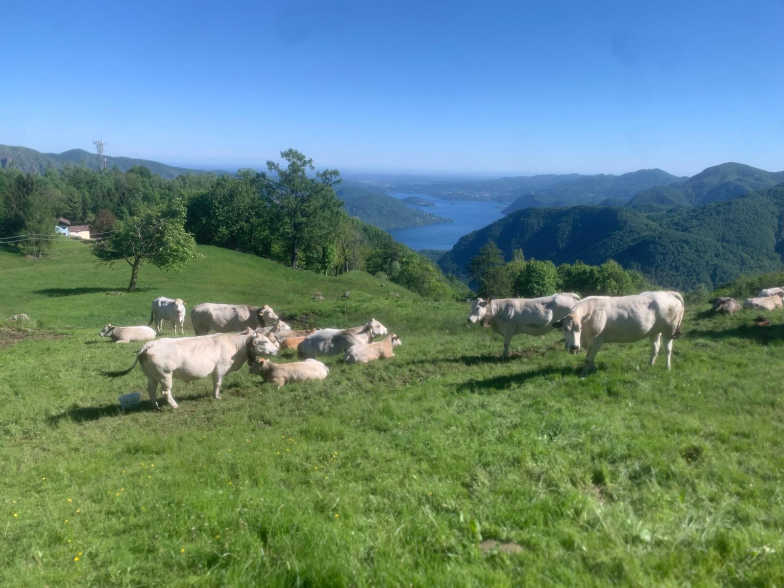 Vacche Piemontesi all'Alpe Quaggione