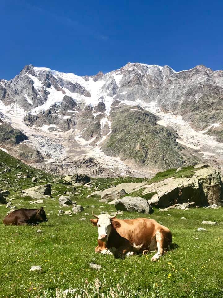 All Alpe Pedriola Sono Tornate Le Mucche Da Latte