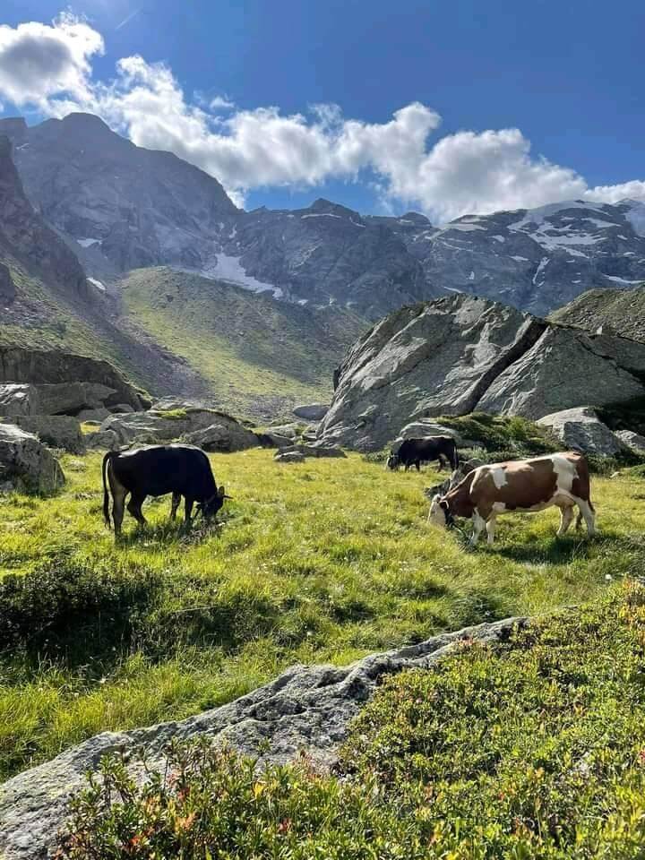 Le Mucche Di Razza Rendena Passano Il Ghiacciaio Del Belvedere E Tornano A Valle