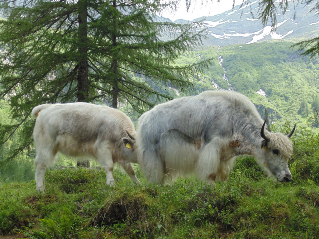 Gli Yak tornano in Quarazzola