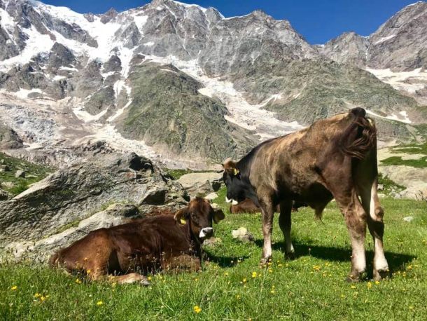 Voci d’alpeggio: la montagna che resiste