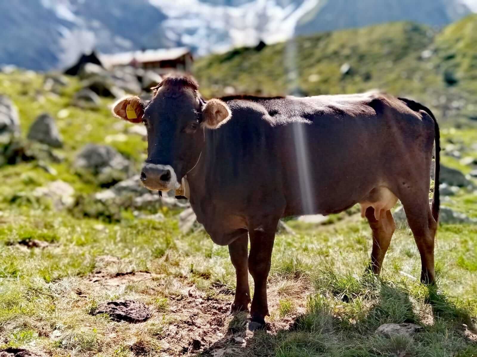 Le mucche di razza Rendena passano il ghiacciaio del Belvedere e tornano a valle