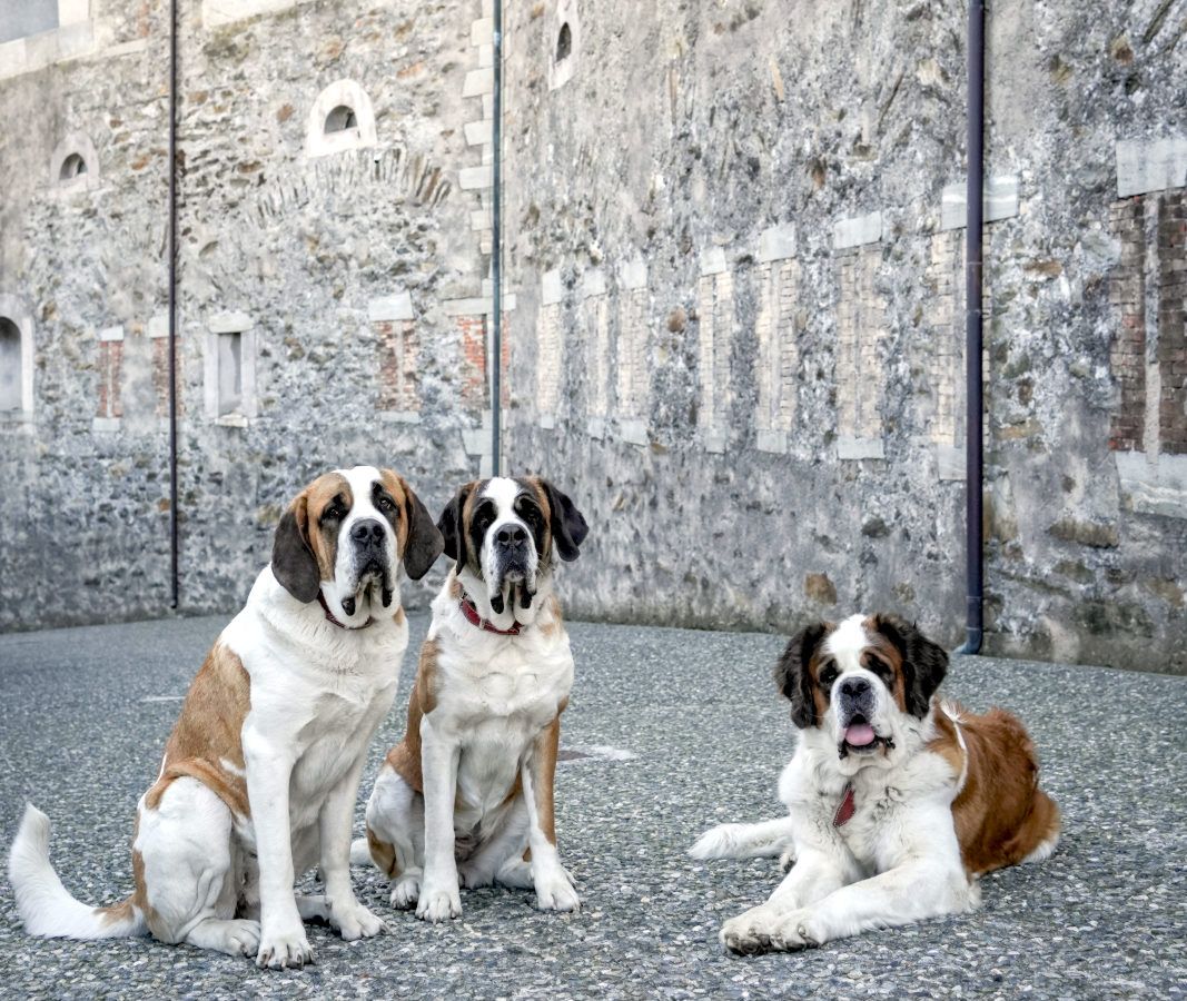 I Cani San Bernardo al Forte di Bard
