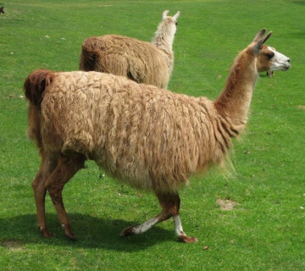 Un lama a guardia delle capre contro il lupo